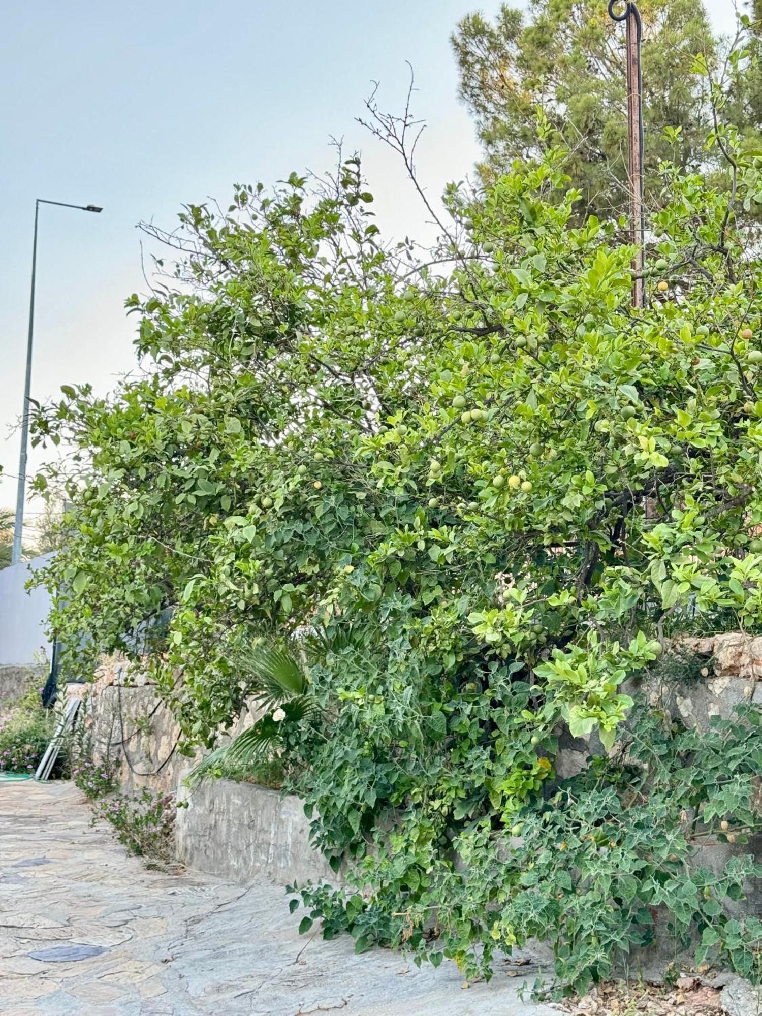 Rose Hotel B&B Patara Exteriör bild